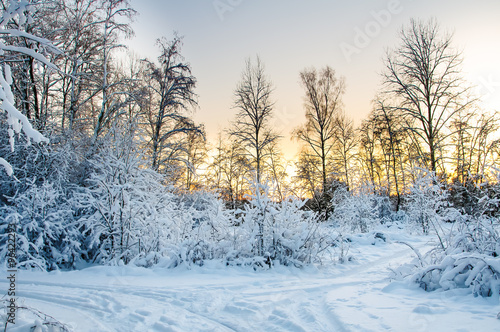 Frost on the trees in the forest. Cold winter day at sunset. Frost and snow on the branches. Beautiful winter nature. Panorama of the winter forest. The winter landscape. New year picture.