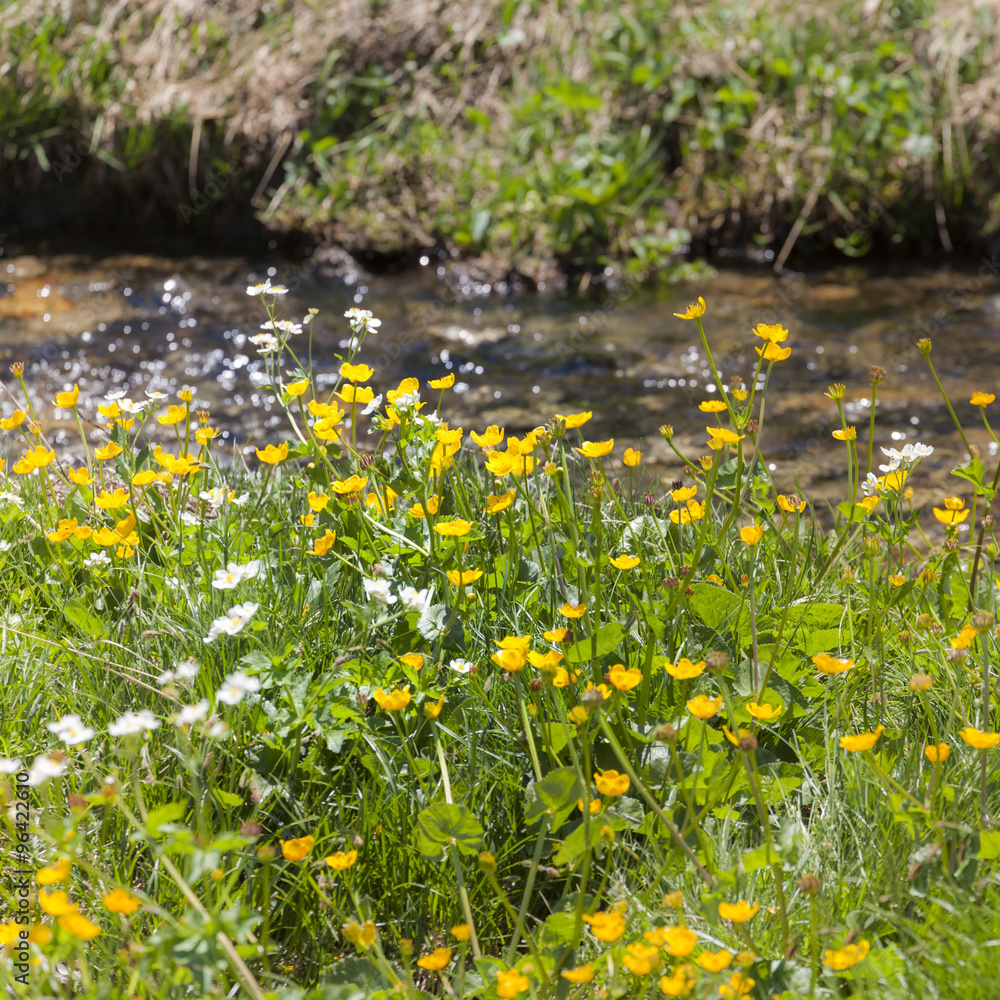 Obraz premium Pyrenean Wildflowers