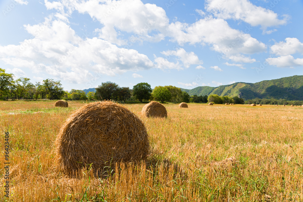 Haystacks in the field in september