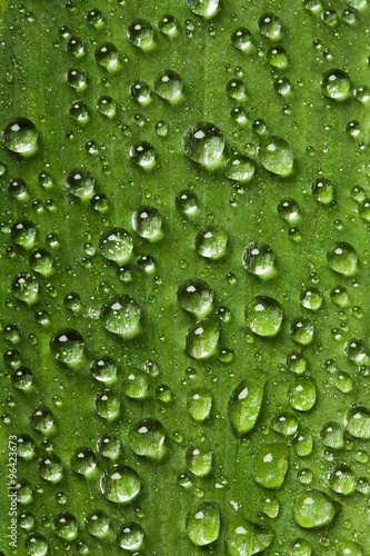 Closeup of the green Leaf covered dew © lotus_studio
