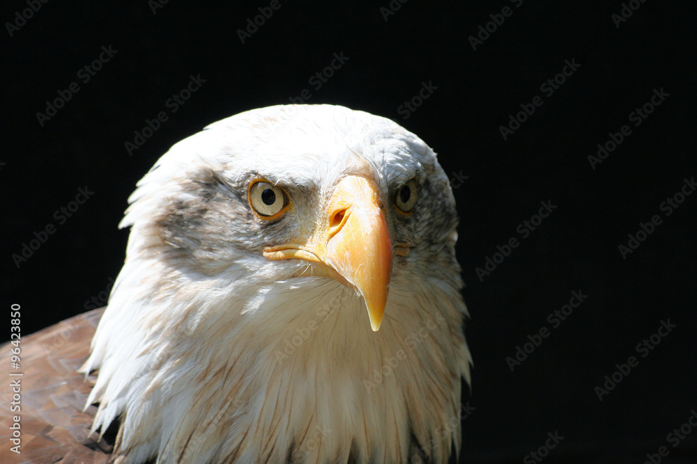 Fototapeta premium Adlerkopf