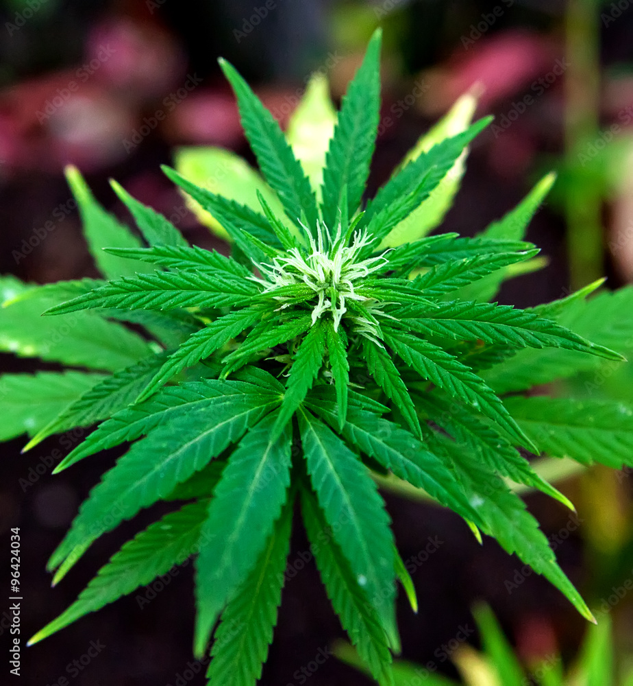 Marijuana buch on nuture Marijuana buch on nuture