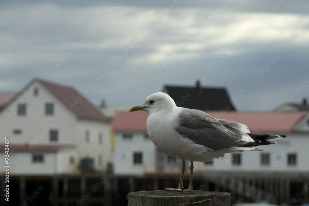 A seagull on a pole with some houses in the background A seagull on a pole with some houses in the background