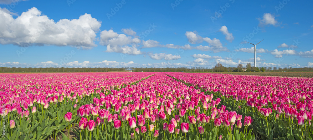 Tulips in a sunny field in spring