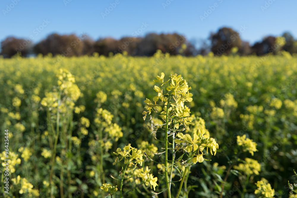 Obraz premium Rapsfeld