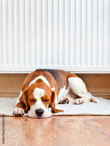 Dog resting near a warm radiator