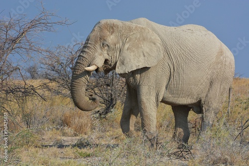 Afrikanischer Elefant im Etosha Nationalpark