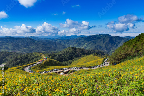 Tung Bua Tong Mexican sunflower in Maehongson, Thailand photo