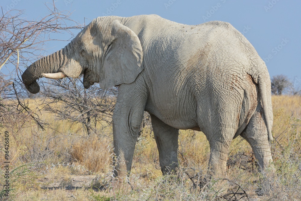 Fototapeta premium Afrikanischer Elefant im Etosha Nationalpark