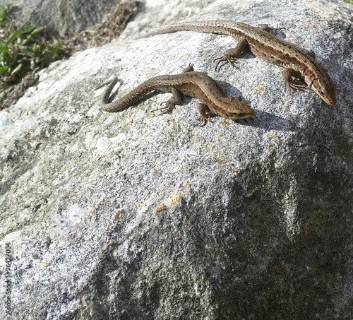 Lizards on a rock
