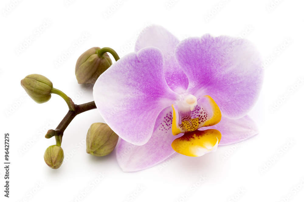 Obraz premium Beautiful pink orchid on the white background.