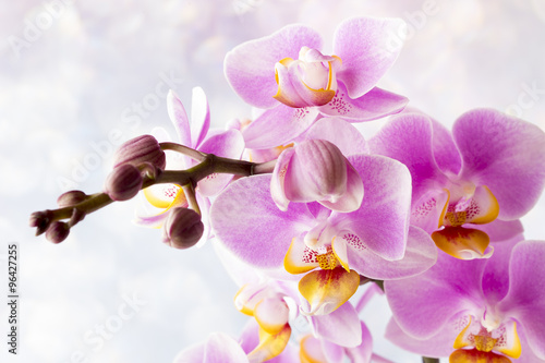 Fotografia Beautiful pink orchid on a gray background.