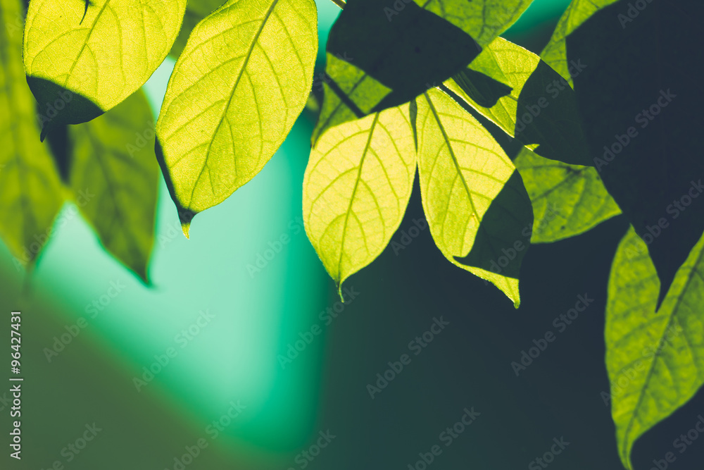 Tree branch over blurred green leaves background Tree branch over blurred green leaves background