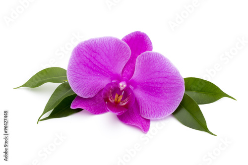 Beautiful pink orchid on the white background.