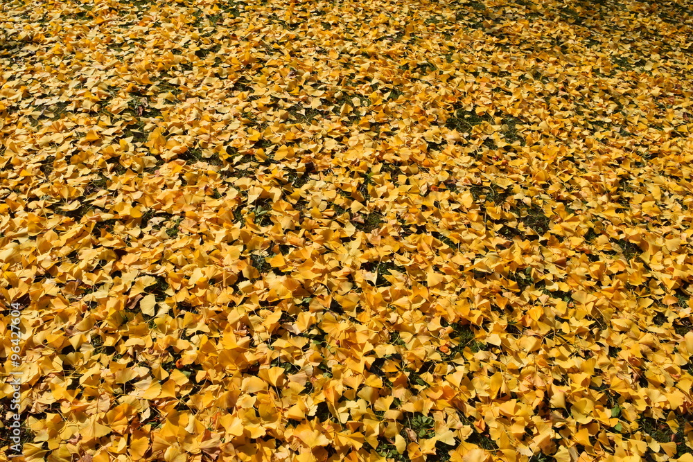 落ち葉のテクスチャ/イチョウの落ち葉を撮影した写真です。「紅葉イメージ」や「秋イメージ」等の背景用素材として使用できる写真です。
落ち葉のテクスチャ/イチョウの落ち葉を撮影した写真です。「紅葉イメージ」や「秋イメージ」等の背景用素材として使用できる写真です。