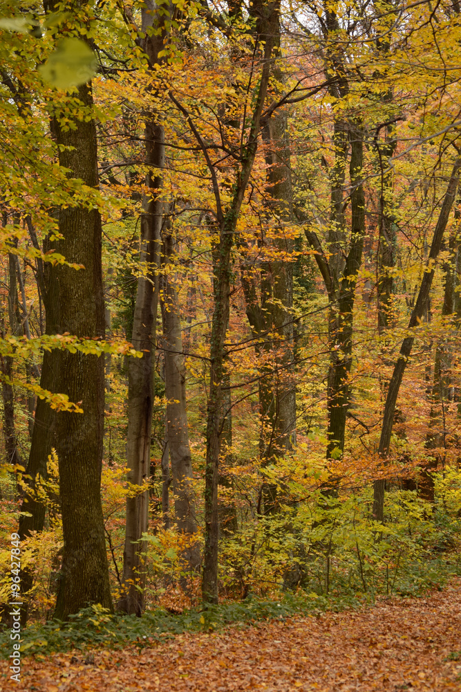 Obraz premium forest in autumn