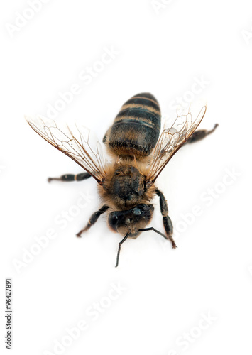 bee isolated