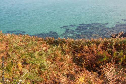 Fougères roussies à la Pointe de Penharn, Finistère, Bretagne, France