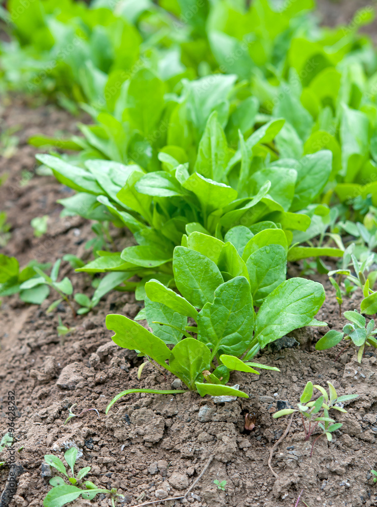fresh spinach fresh spinach