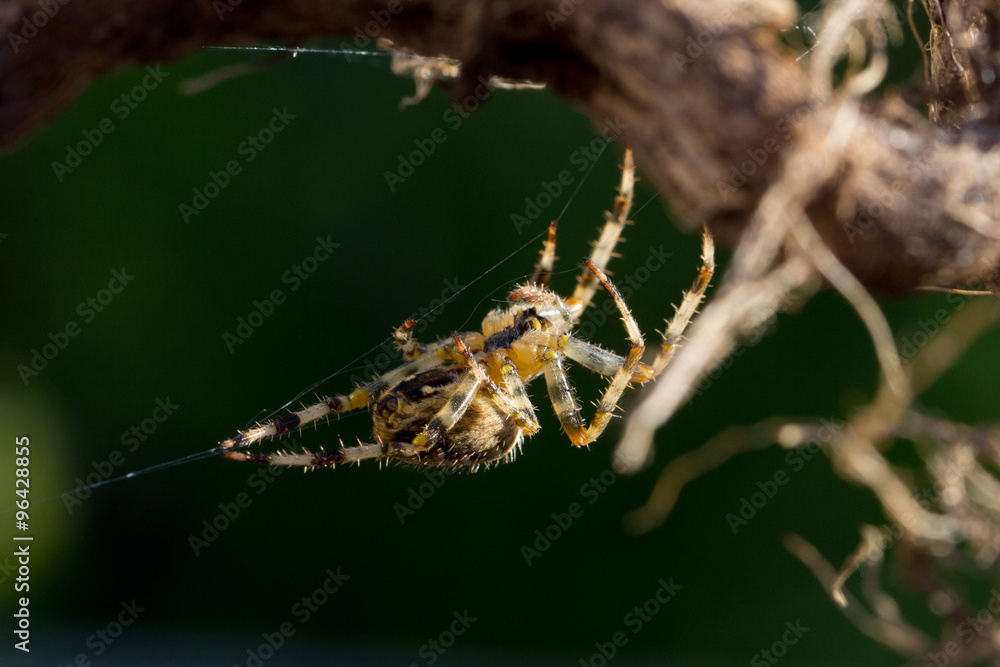 Garden Spider Garden Spider