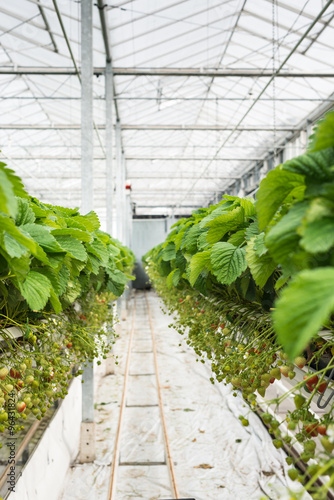 Strawberry runners in long rows in a greenhouse