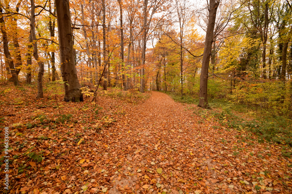 forest at autumn forest at autumn