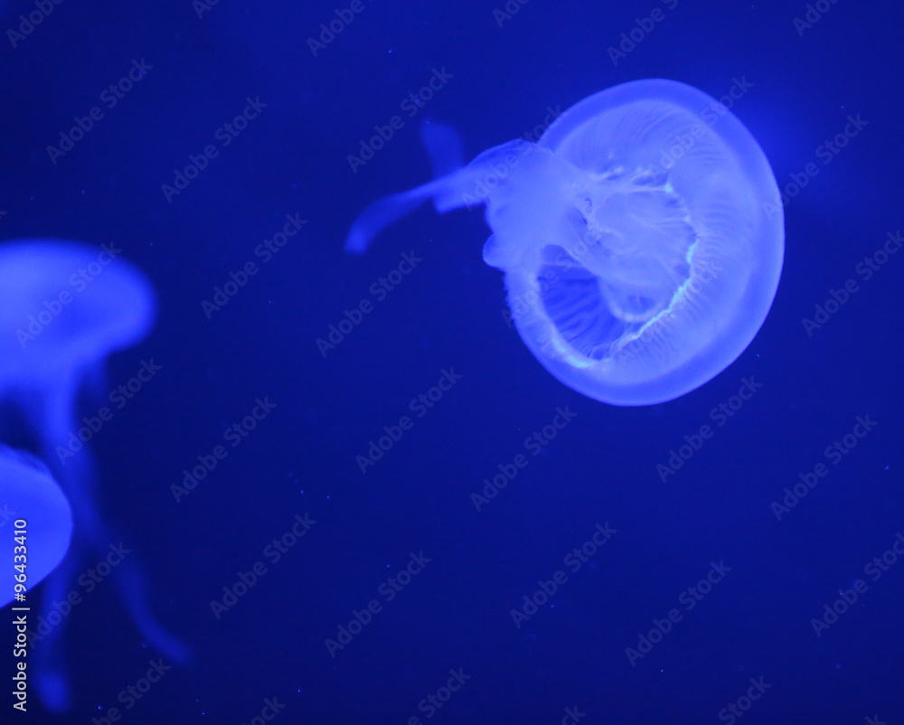 Small jellyfishes illuminated with blue light swimming in aquarium Small jellyfishes illuminated with blue light swimming in aquarium