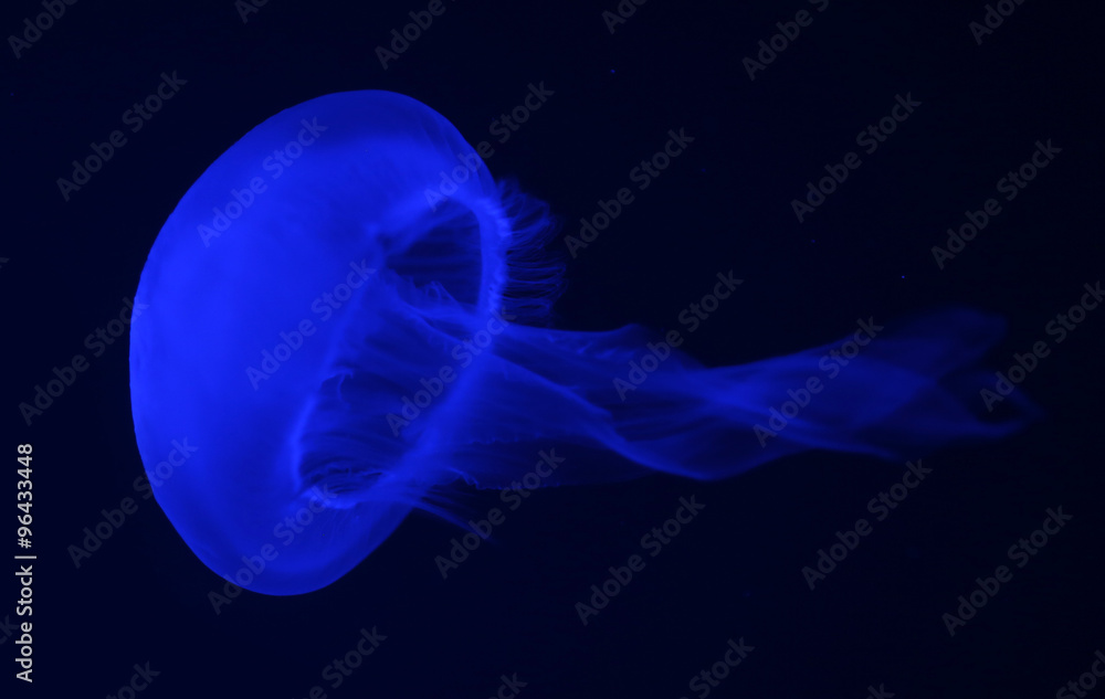 Fototapeta premium Small jellyfishes illuminated with blue light swimming in aquarium