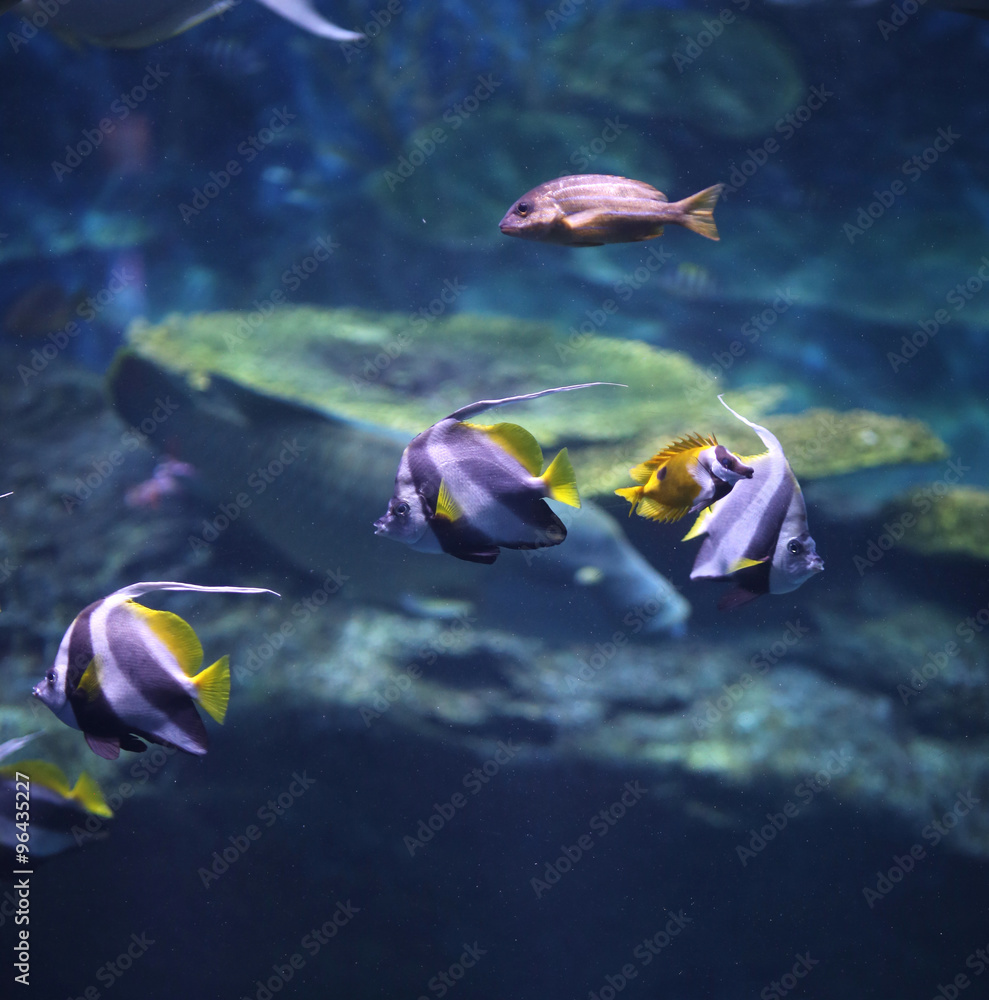 Fototapeta premium Underwater world - exotic fishes in an aquarium