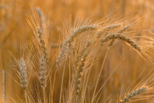 Колоски спелой пшеницы