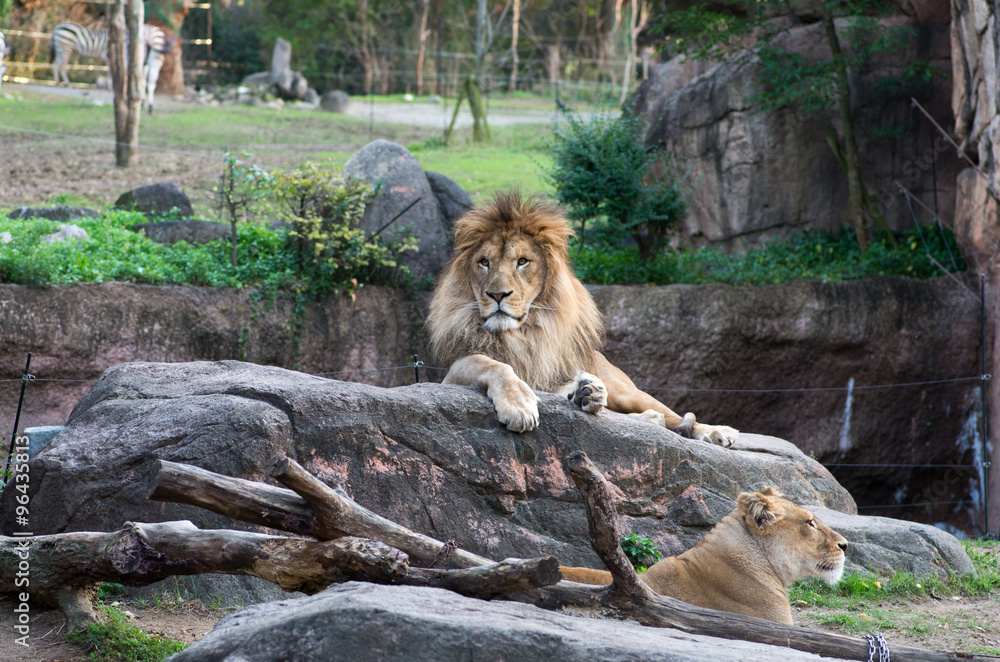 Fototapeta premium Tenno-ji zoo,osaka(prefectures),tourism of japan 「大阪・天王寺動物園」