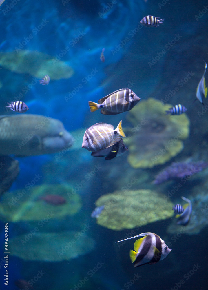 Fototapeta premium Underwater world - exotic fishes in an aquarium