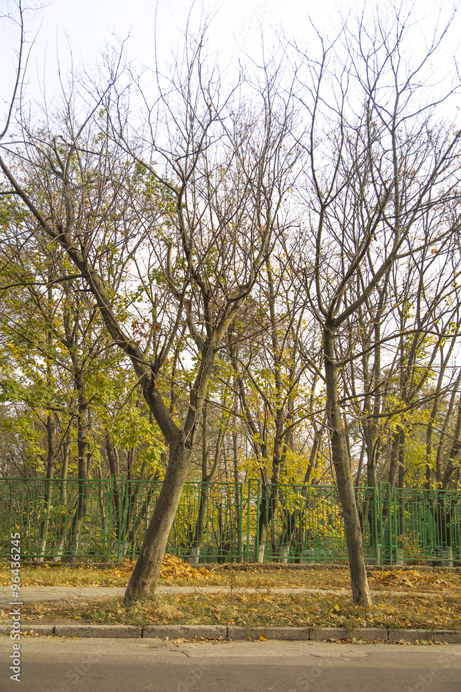 Fototapeta premium City park: leafless trees, fence along road
