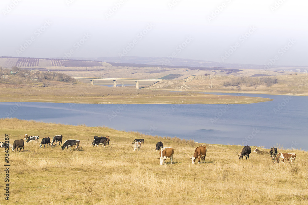 Cows graze on pasture by river: beautiful panoramic view
