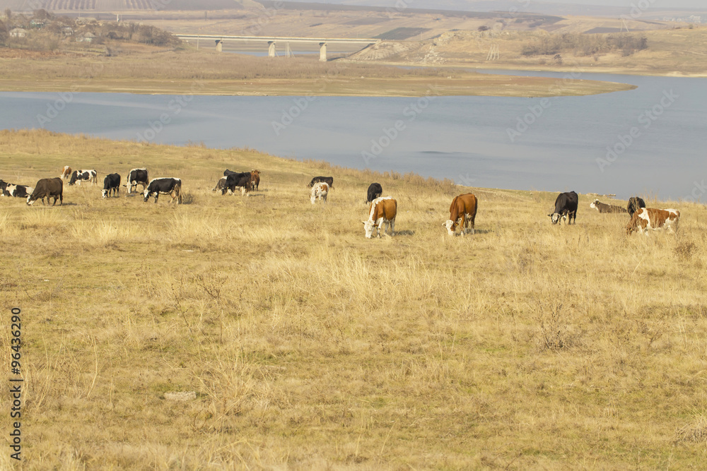 Cattle graze on river bank in village
