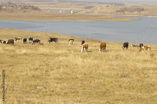 Cattle graze on river bank in village © indigolotos