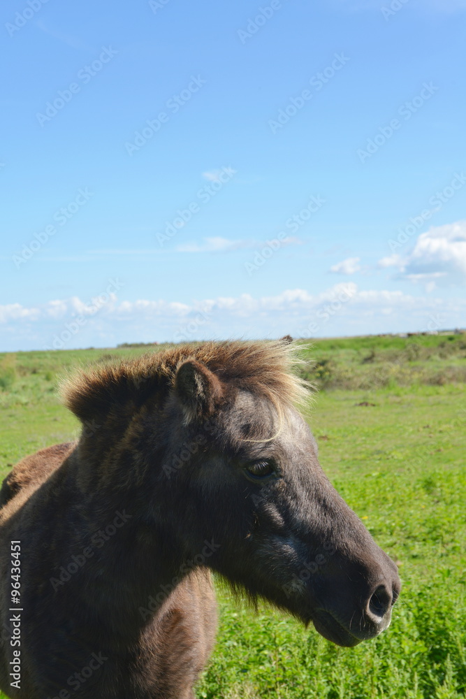 Fototapeta premium friedlich