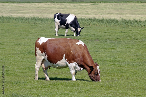 Vache, race Prim holstein pie rouge