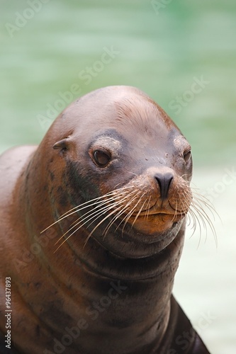 Seal Closeup