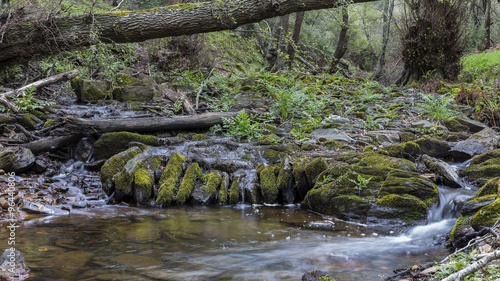 water from a small stream.