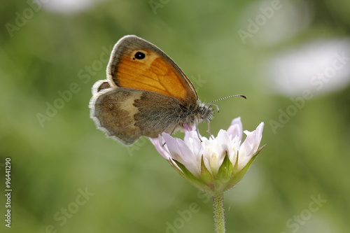Coenonympha pamphilus, Small Heath butterfly from Western Europe