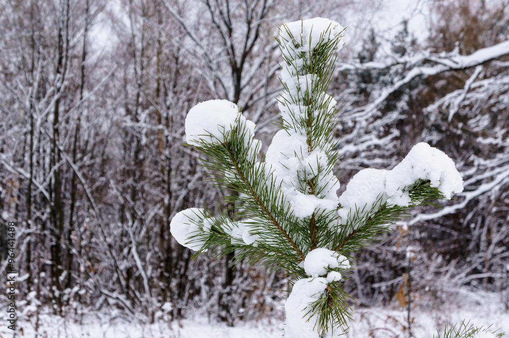 Christmas-tree branch covered with snow in winter forest fairy. Christmas-tree branch covered with snow in winter forest fairy.
