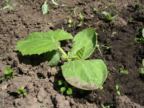 Foto sprout of pumpkin