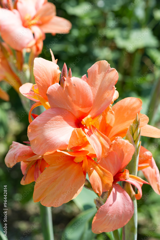 Orange lily closeup Orange lily closeup