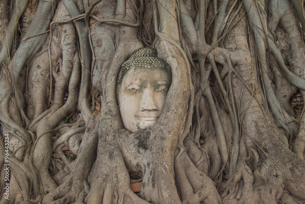 Buddha head in a tree root at Ayutthaya