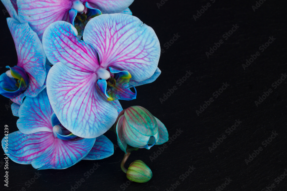 Bunch of violet orchids  - obrazy, fototapety, plakaty 
