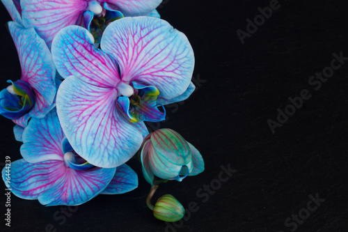 Fototapeta Naklejka Na Ścianę i Meble -  Bunch of violet orchids 