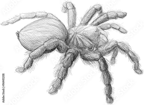 Realistic Tarantula Spider Black and White Sketch 