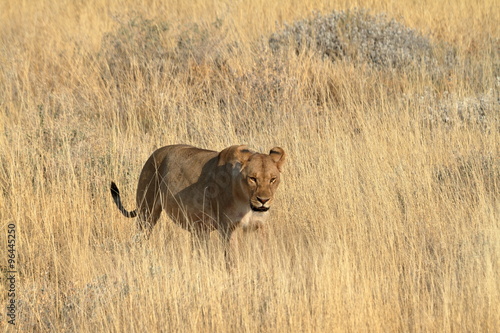 Löwen im Etoscha Nationalpark von Namibia  #96445250