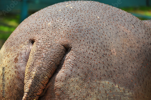 droplets of sunscreen on a hippos skin